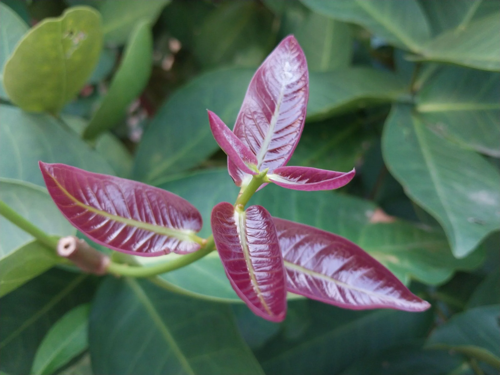 Beetroot Guava Plants thumbnail 3